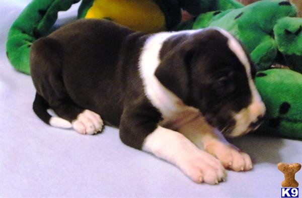 Puppies in Ava